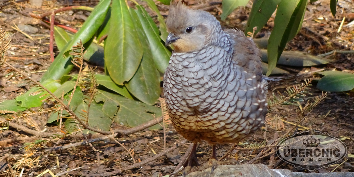 Chestnut-bellied Scaled Quail male